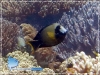 Acanthurus pyroferus