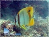 Chelmon marginalis