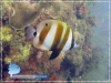 Coradion chrysozonus
