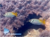 Siganus doliatus