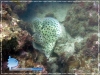 Mouse Grouper