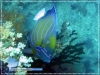 Pomacanthus annularis