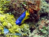 Pomacentrus auriventris