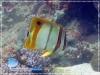 Margined Coral Fish