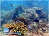 Parrot Fish
