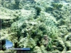 Crocodile Fish