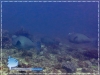 Bolbometopon muricatum