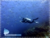 Bigeye Trevallies Bigeye Trevallies