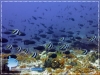 Banner Fish and Unicorn Fish