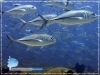 Bigeye Trevallies