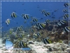 Banner Fish Schooling