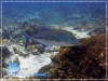 Blue Fin Trevally