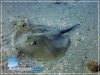 Dasyatis annotatus
