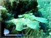 Ghost Pipe Fish