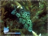 Spotted Sweetlips