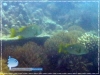 Lutjanus rivulatus