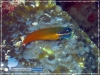 20141112_IMG_7697_15D1_Kuanheum_Tailspot_Blenny_600