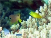 20141112_IMG_7705_Damselfish_juvenile_600