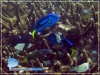 Paracanthurus hepatus