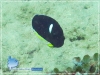 WhiteSpot AngelFish