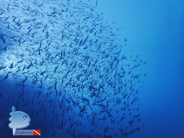 School of Selar