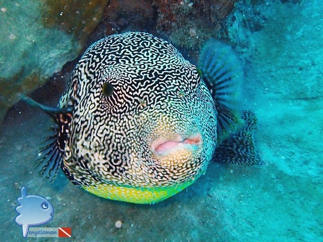 Map Pufferfish