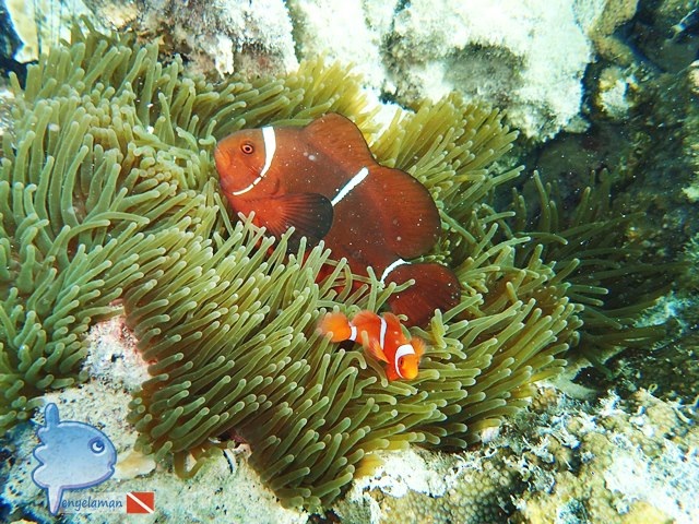 Clownfish