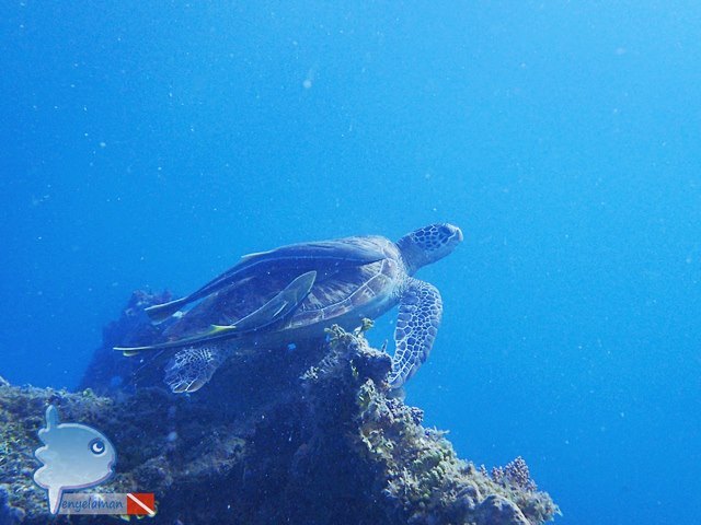 Green Turtle & Remora