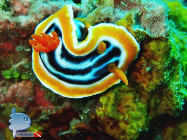 Colorful Nudibranch