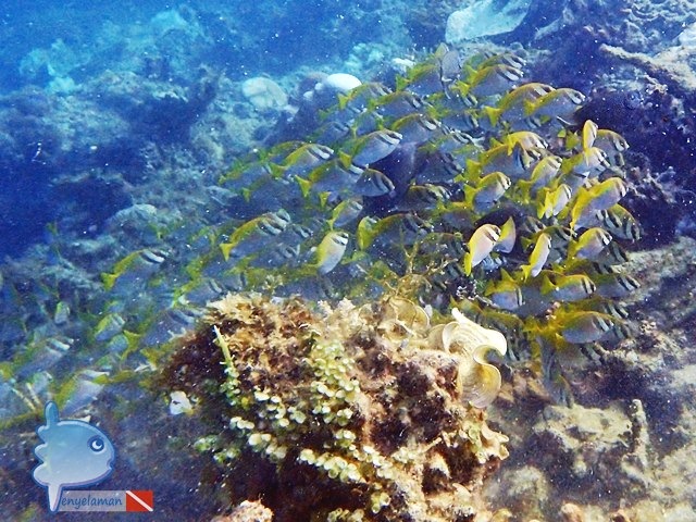 School of Rabbitfish