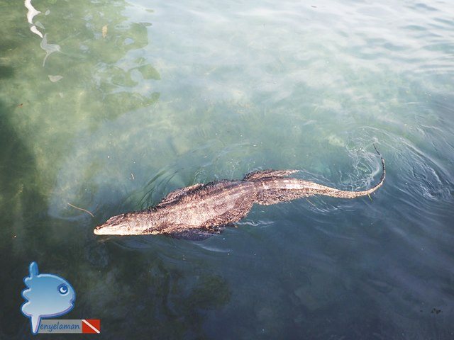 Swimming Monitor Lizard