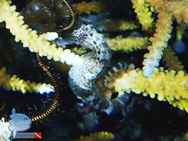 The Sea Horse on Branching Coral