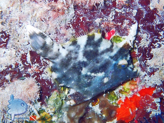 File Fish
