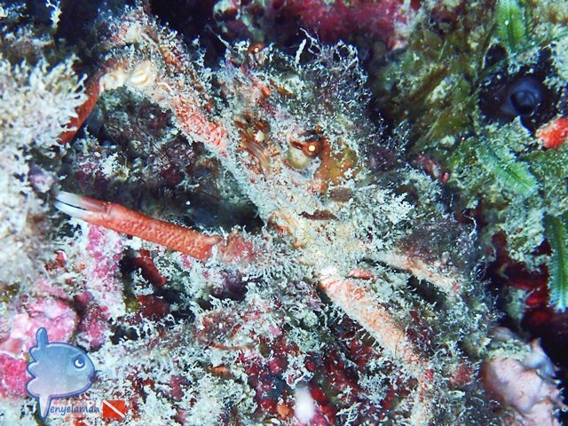 Kepiting Karang