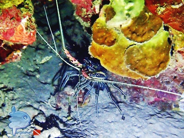 Udang Lobster not food