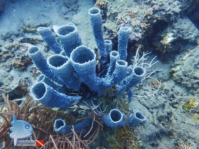 Tube Sponge