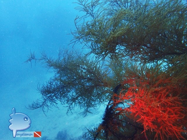 Black Coral