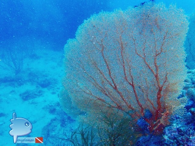 Gorgonian