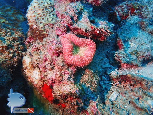 Red Coral