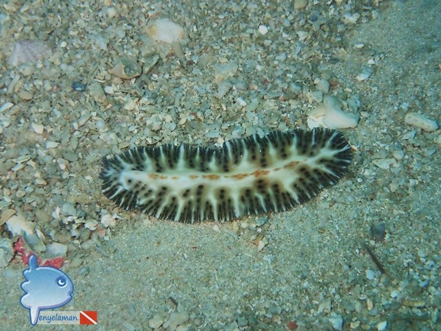 Flat Worm