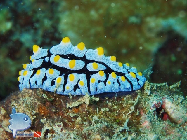 Nudibranch