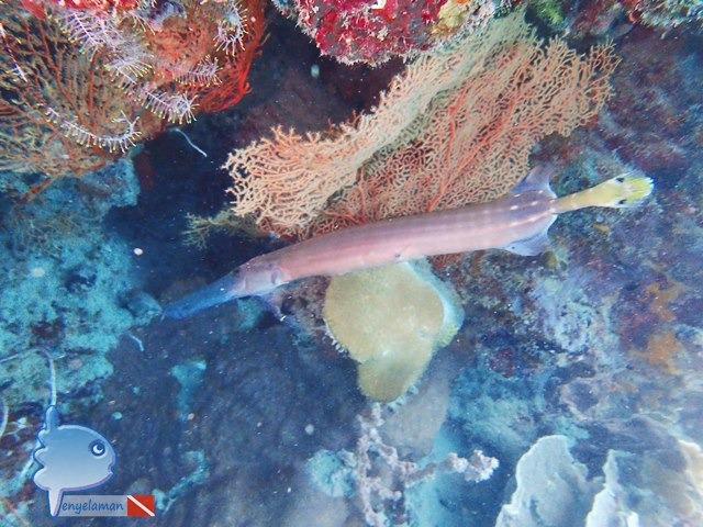 Trumpet Fish