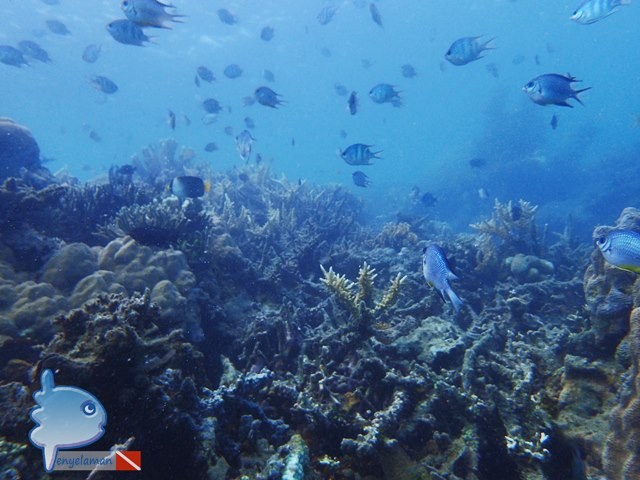 Healthy Reef