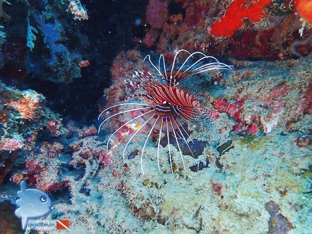 Lion Fish, Watch Out!