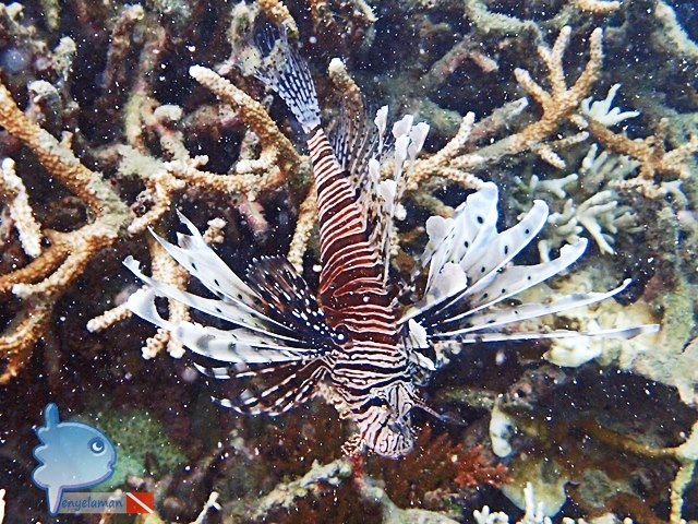 The Lionfish