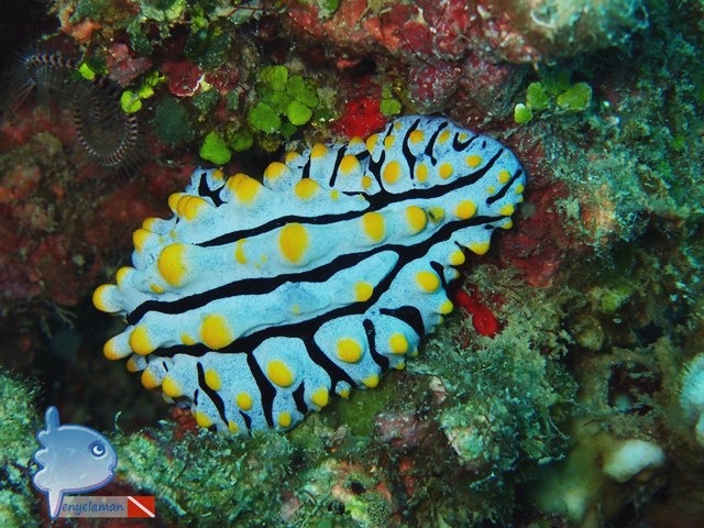 Yellow Spotted Nudibranch