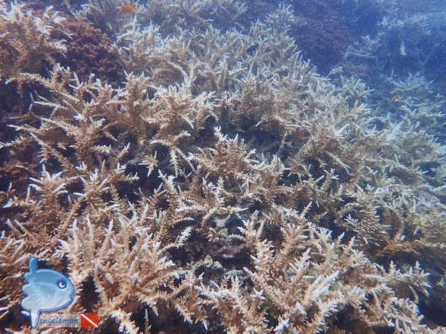Healthy Coral