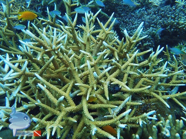 Bleaching Coral