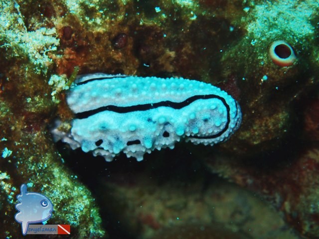 Sea Slug