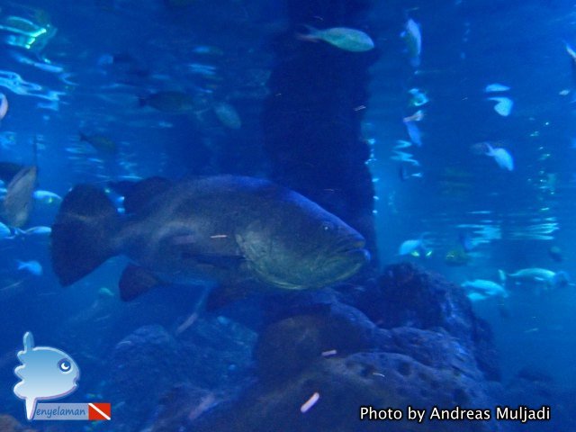 Giant Grouper
